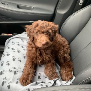 Meet your Posher, Blayne